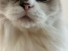 -瞄一喵猫咖(格力海岸店)