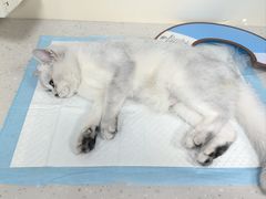 -小伙伴宠物医院•急重症转诊中心·老年专科·犬猫全科(北大街总院)