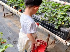 -甜心庄园·甜心草莓采摘园(西青中北店)