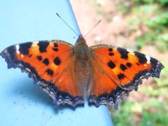 -五营红松林海景区