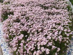 -石家庄市植物园