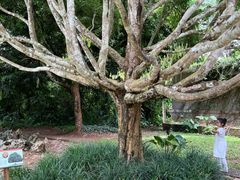 -中国科学院西双版纳热带植物园