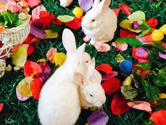 iphone_upload_pic-北京朝阳悠唐皇冠假日酒店