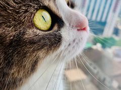 -Catmate·猫肥家润(金润铂宫店)