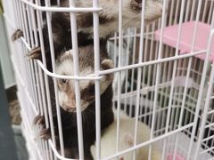 -浣熊柯尔鸭土拨鼠·电玩咖