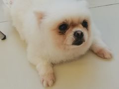 -怪兽屋·羊驼·猫咖·狗咖(俊华广场店)