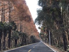 -上海海湾国家森林公园