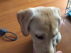 -翊宠yipet猫狗购宠庄园犬舍•猫舍