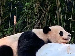 -广州长隆野生动物世界