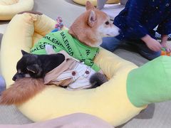 -逗柴咖啡屋·狗咖猫咖宠物桌游