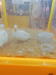 点击看大图 -神奇动物撸宠馆·羊驼·小浣熊·异宠(豫园店)