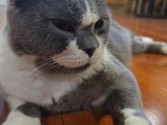 -猫小院猫主题咖啡厅(北锣店)