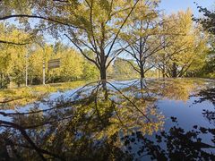 -三里屯东五街银杏大道