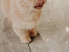 -猫小院猫主题餐厅(南锣旗舰店)
