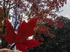 -陆家嘴中心绿地