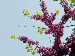 -sugarman espresso素饮糖人高新咖啡工厂