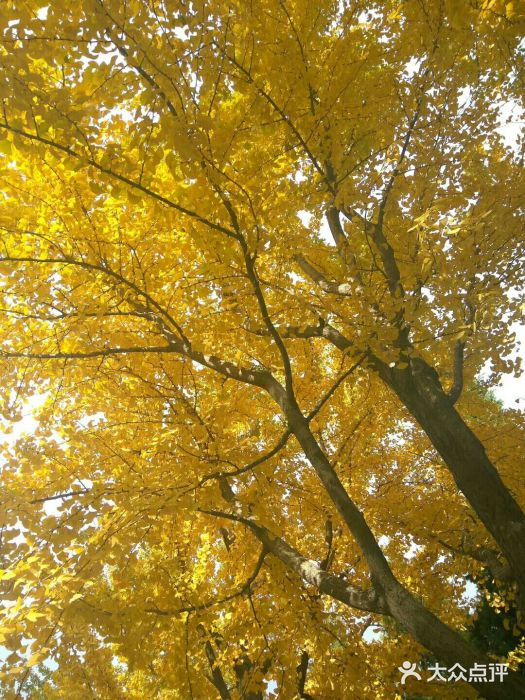 地壇公園銀杏樹 圖片