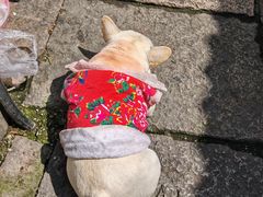 -杨家堂村