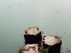 -桤木河湿地公园