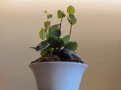 -小茶闲舍·观景商务茶馆(广州塔店)