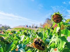 -花开海上生态园