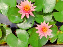 -中国科学院华南植物园