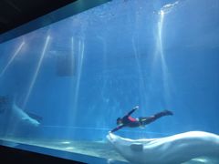 -芜湖新华联大白鲸海洋公园