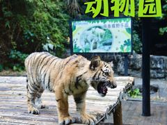 -广州长隆野生动物世界