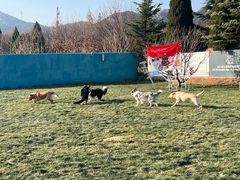 -趣玩宠物乐园寄养训犬训狗游泳池