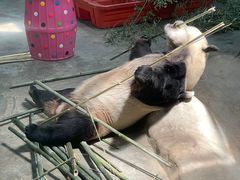 -栾川竹海野生动物园