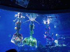 -海合安武汉极地海洋公园