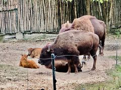 -清迈夜间动物园