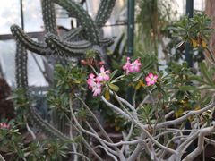 -北京植物园-展览温室