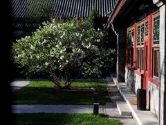 安缦颐和庭院套房-我住的庭院-北京颐和宾馆