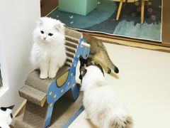 -猫在这儿猫咪咖啡馆·撸猫馆