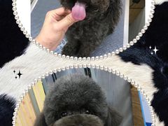 -爱宠屋pet shop·宠物洗澡·宠物美容