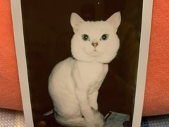 -叮叮猫咪生活馆