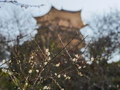 -广州市流溪河国家森林公园