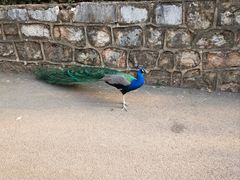 -昆明动物园