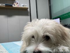 -半岛宠物医院24小时(科华中路店)