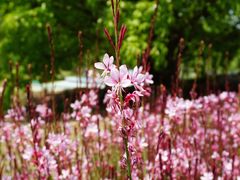 -白鹭湾湿地公园