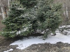 -群力丁香公园