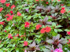 -中国科学院西双版纳热带植物园