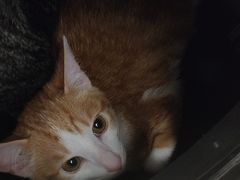 -瑞派康怡24h宠物医院·犬猫医疗中心·微创绝育(瑞景分院)