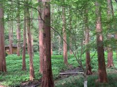 -西湖风景区-江洋畈生态公园