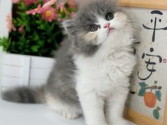 -小猫来了·猫舍(红山六九七九店)