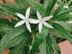 -广州神农草堂中医药博物馆