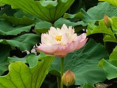 -荷塘月色湿地公园·向阳花洲