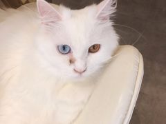 -飞行喵MR PILOT|猫舍·猫咖(静安大融城店)