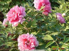 -吃户(玫瑰湾花园店)